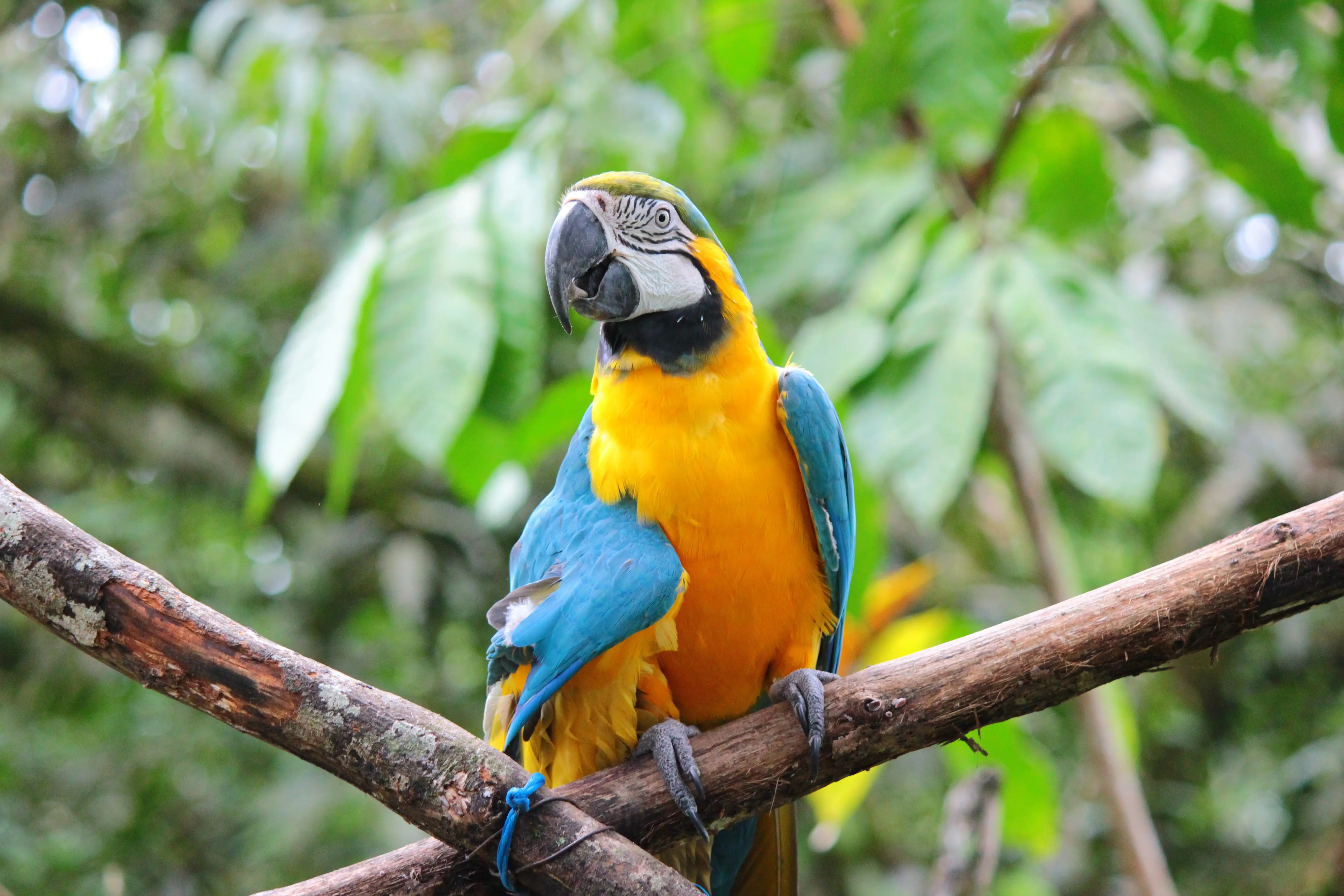 Coordinador de Aves en la selva boliviana