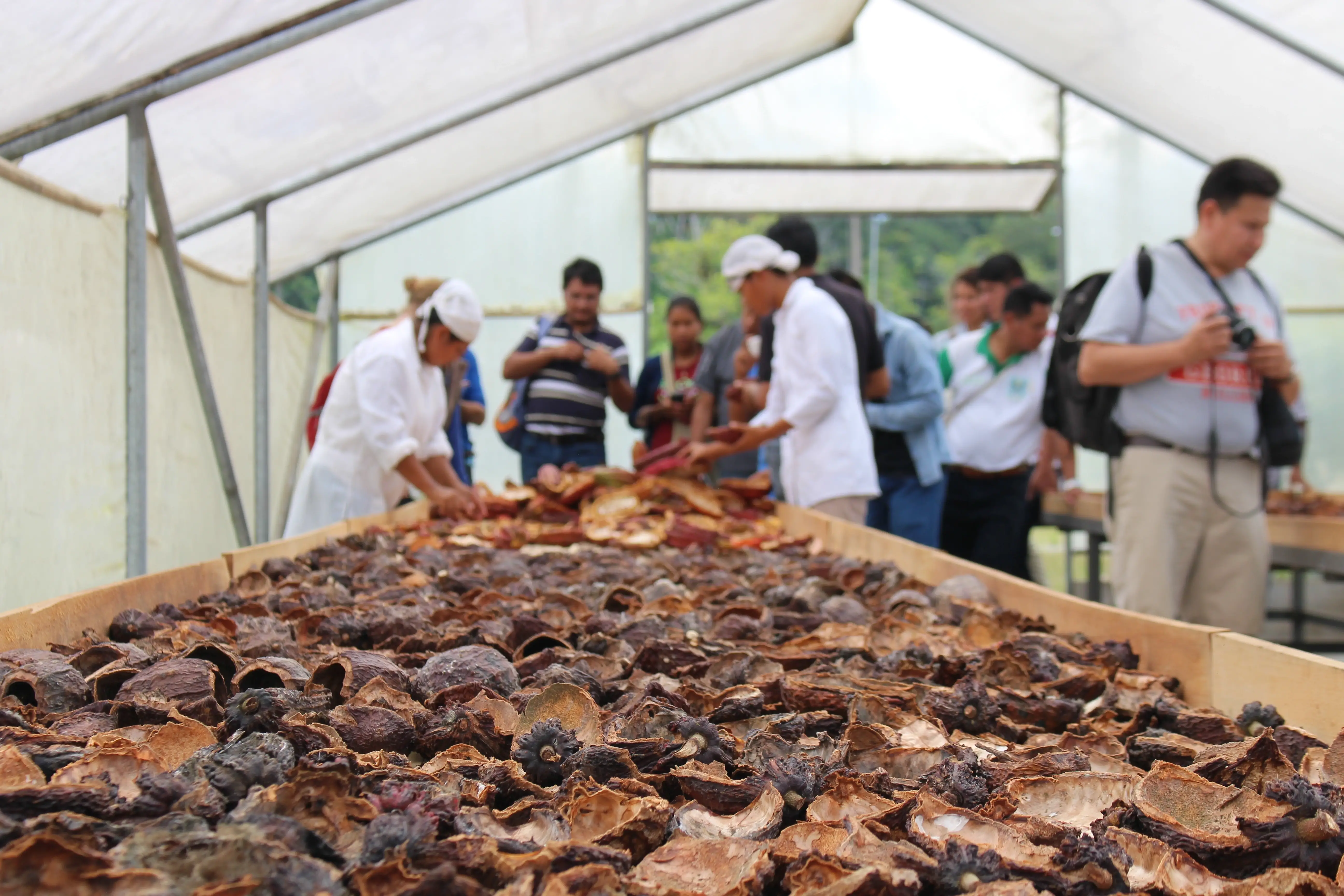 Social Entrepreneurship with Indigenous Cacao Farmer Association