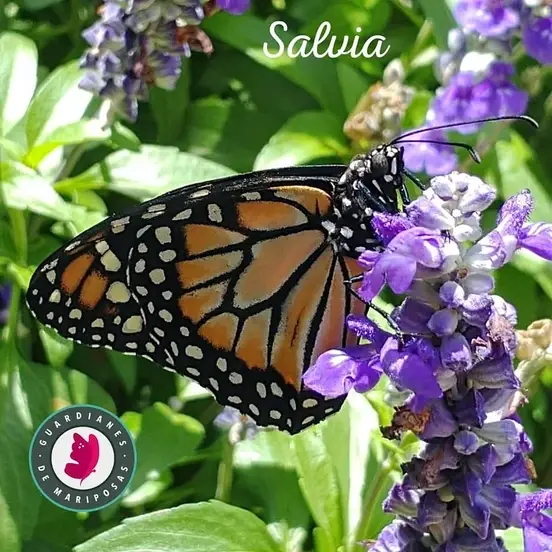 Mariposa posada en una flor