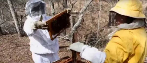 mujeres manejando paneles de miel