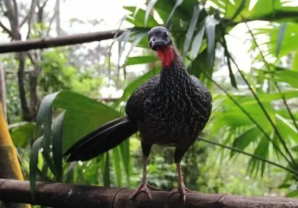 Animal rescue program at Morona Santiago Zoo, Ecuador