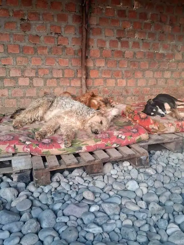 VOLUNTERING IN AN ABANDONED DOG SHELTER