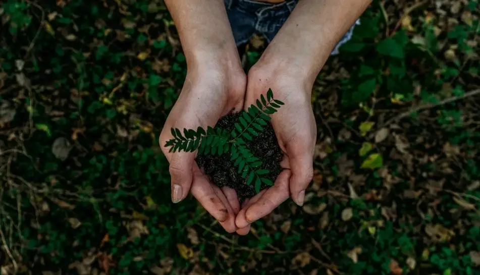 Manos sosteniendo una planta