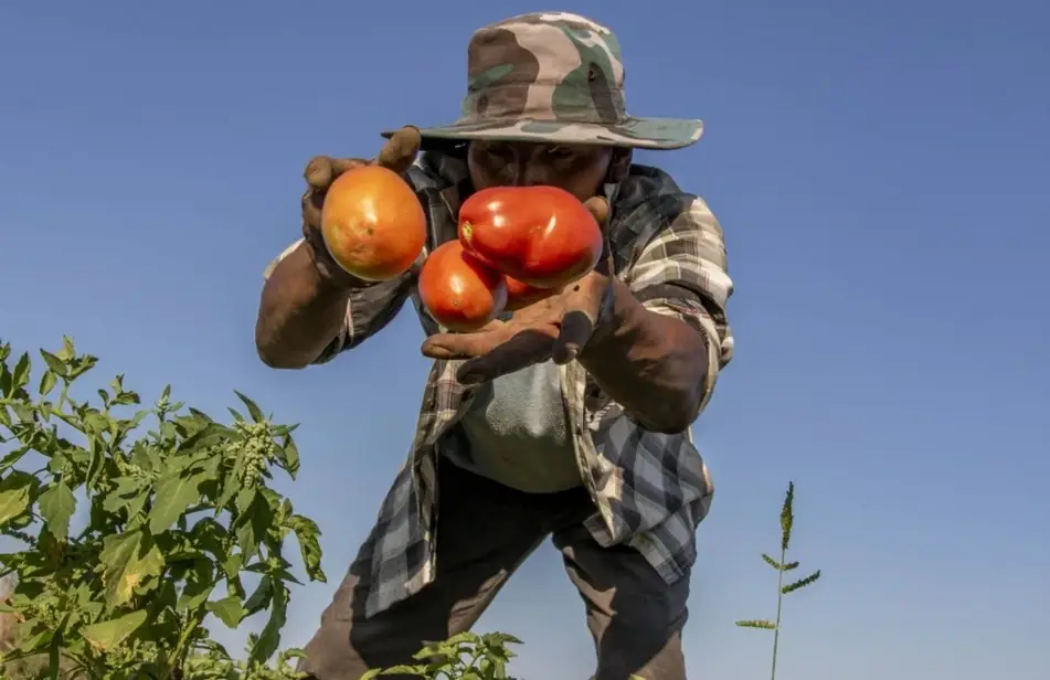 Hombre cosechando tomates