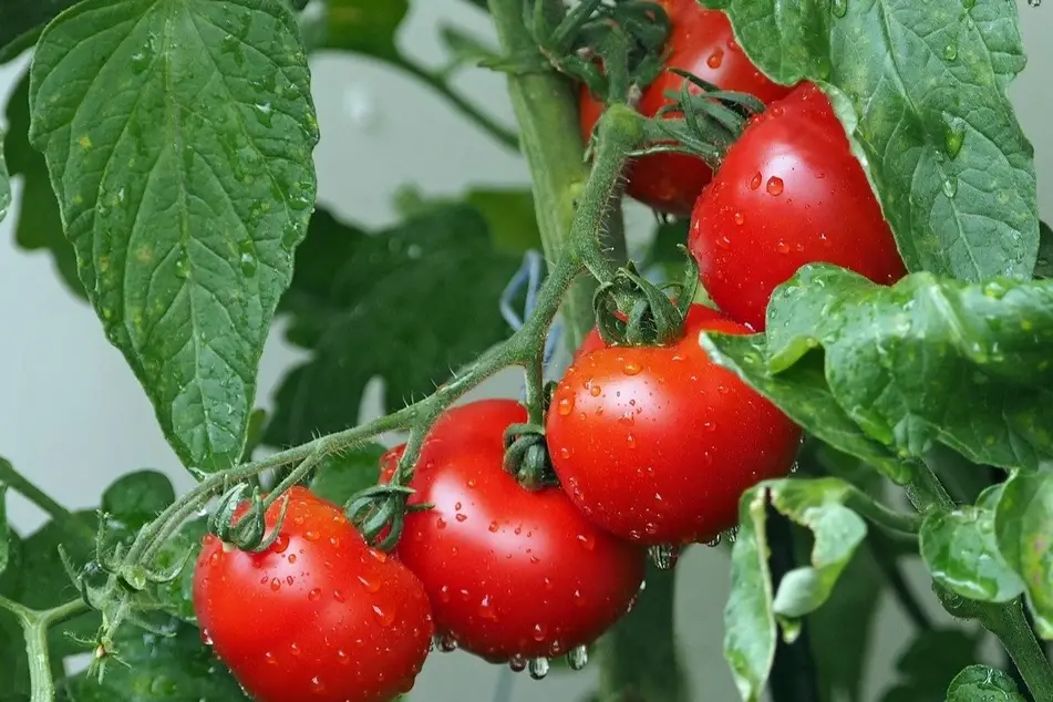 planta de tomates