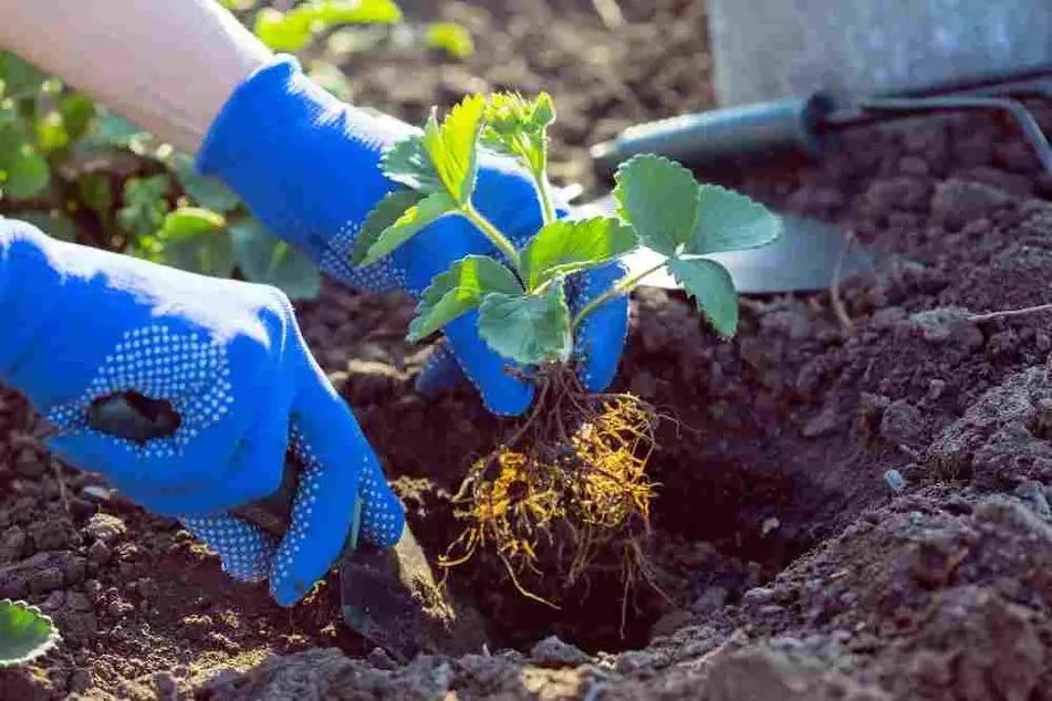 Persona plantando en la tierra