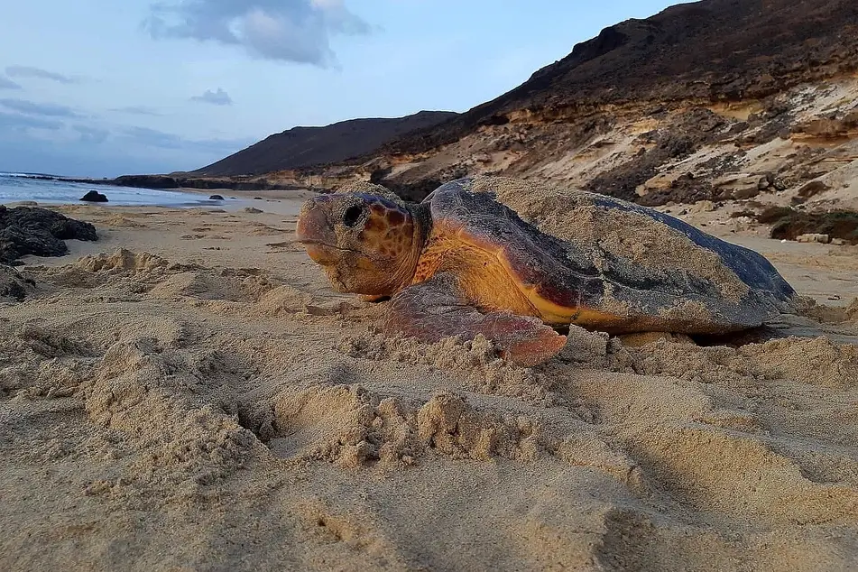 Tartaruga Marinha na areia em direção ao mar