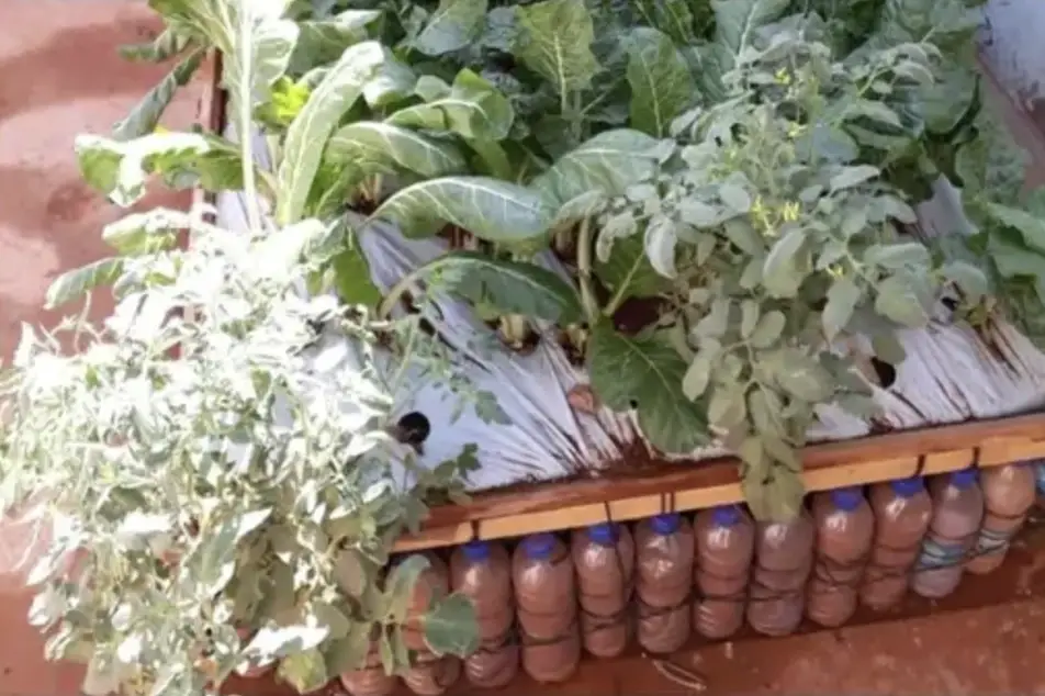 A backyard garden created with ecobricks: plastic water bottles filled with sand or non-biodegradable products.