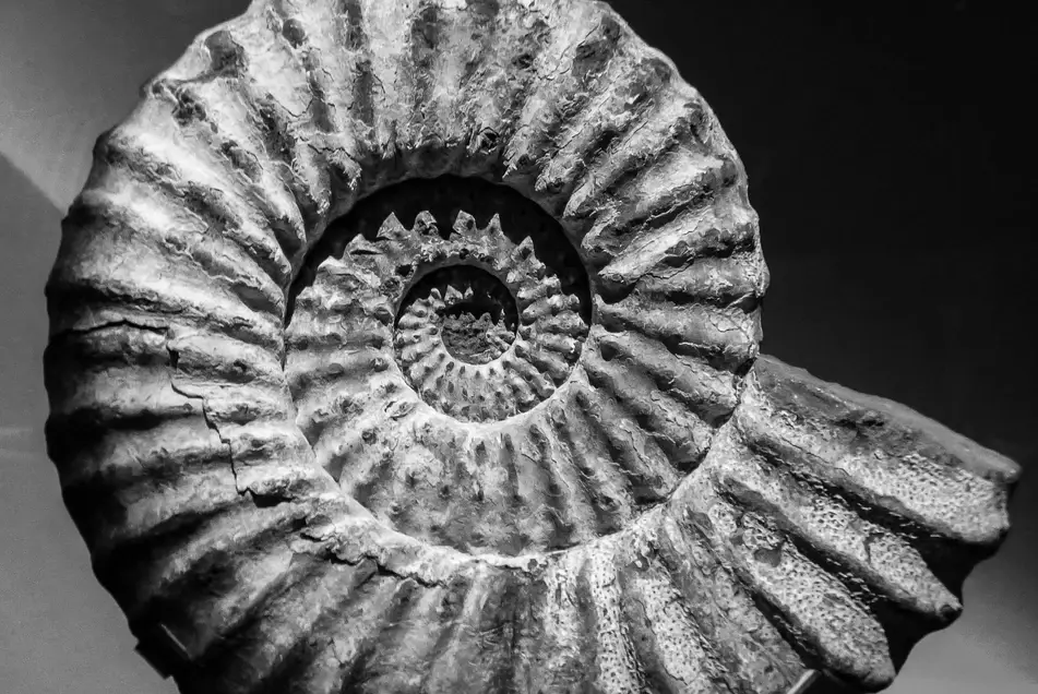 Imagen en blanco y negro de un fósil con forma de espiral