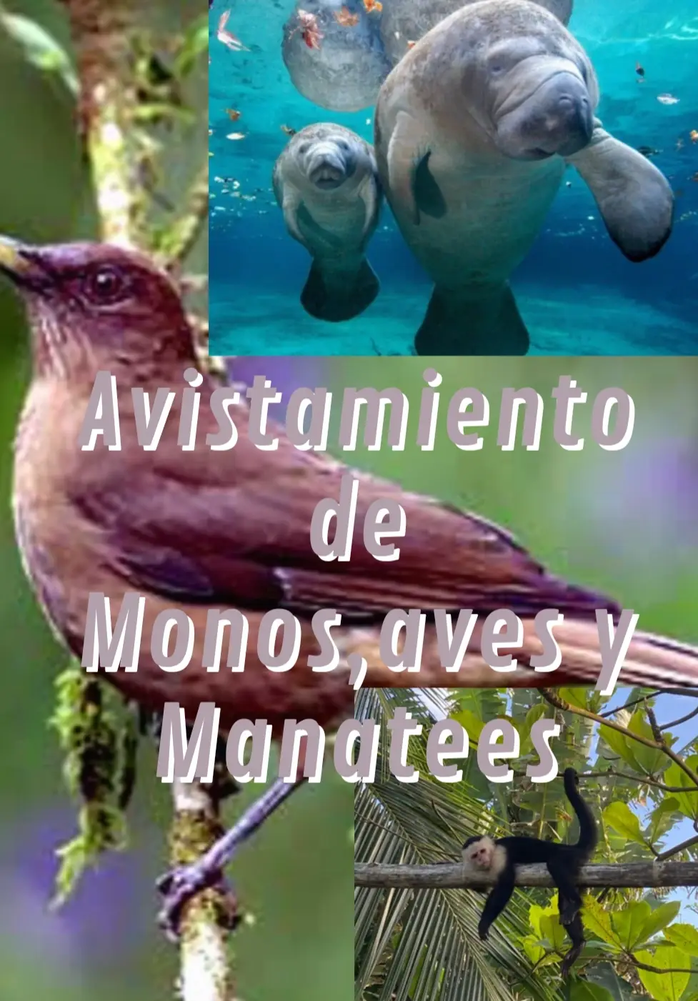 Observation in the Caribbean of Manatees, Turtles, Monkeys, Birds and Beach Cleaning.